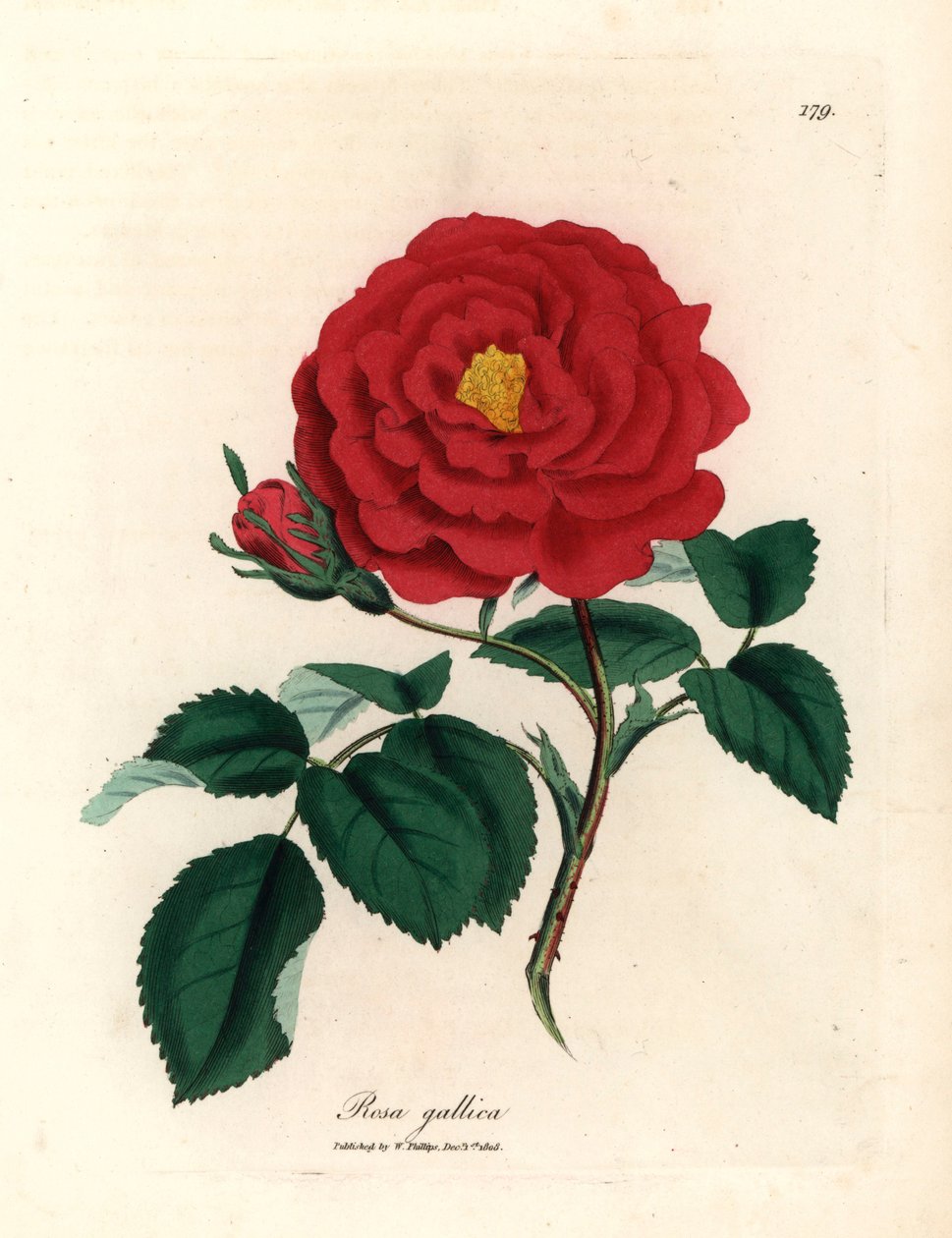 Crimson official rose, Rosa gallica, z botanické ilustrace Jamese Sowerbyho z Williama Woodvilla a Sira Williama Jacksona Hookera „Medical Botany“ 1832 (ručně kolorovaná mědirytina) od James (after) Sowerby