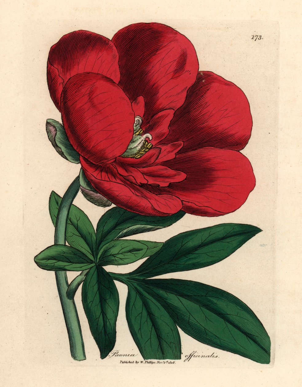 Karmínová pivoňka, Paeonia officinalis, z botanické ilustrace Jamese Sowerbyho z Williama Woodvilla a Sira Williama Jacksona Hookera „Lékařská botanika“ 1832 (ručně kolorovaná mědirytina) od James (after) Sowerby