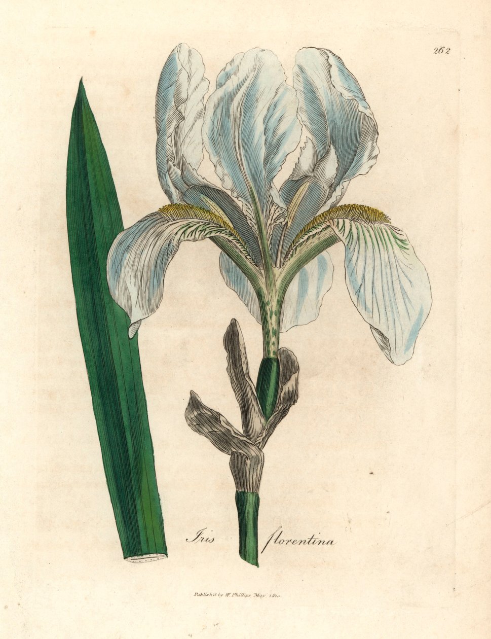 Iris florentský, Iris florentina, z botanické ilustrace Jamese Sowerbyho z knihy William Woodville a Sira Williama Jacksona Hookera „Lékařská botanika“ 1832 (ručně kolorovaná mědirytina) od James (after) Sowerby
