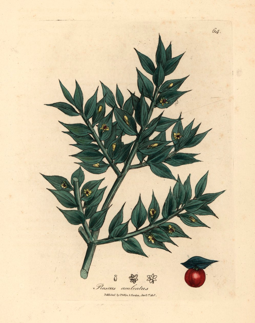Zeleně květované řeznické koště, Ruscus aculeatus, z botanické ilustrace Jamese Sowerbyho z Williama Woodvilla a Sira Williama Jacksona Hookera „Medical Botany“ 1832 (ručně kolorovaná mědirytina) od James (after) Sowerby
