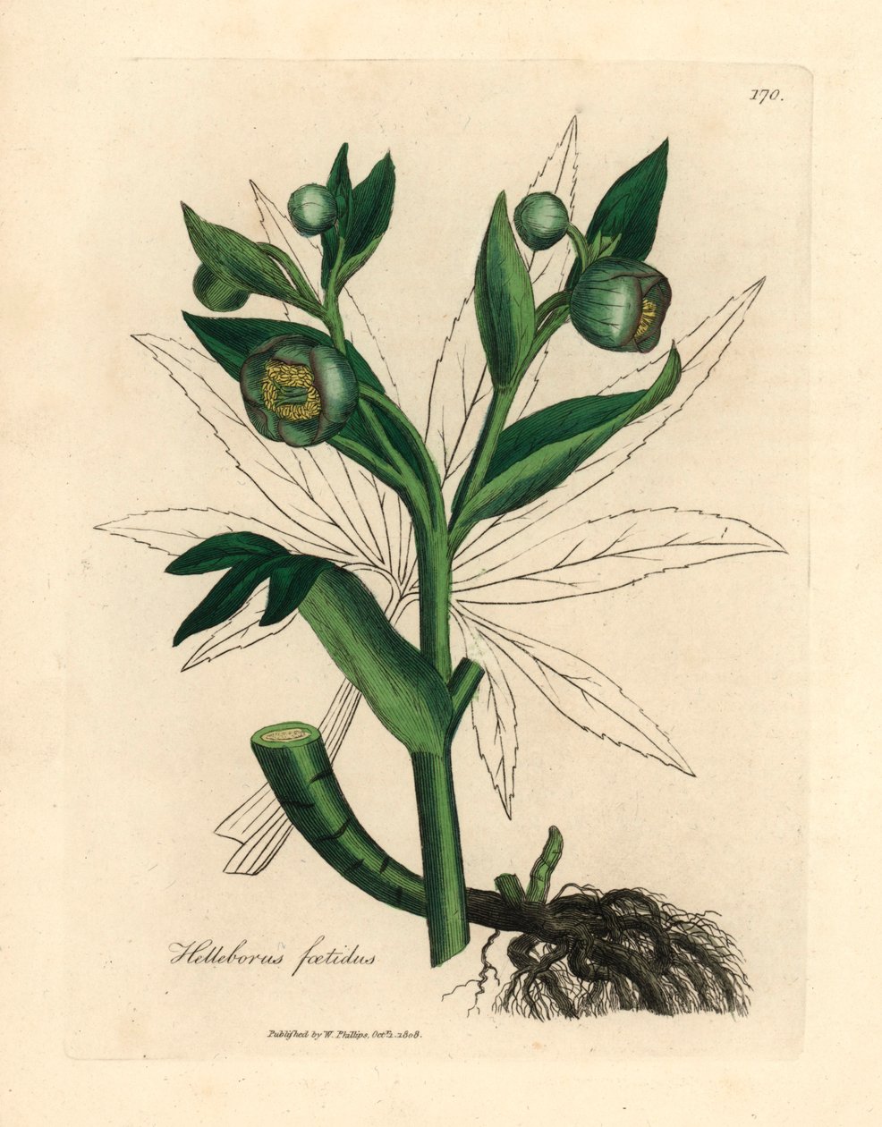 Zeleně květovaný páchnoucí čemeřice neboli medvědí noha, Helleborus foetidus, z botanické ilustrace Jamese Sowerbyho z William Woodville a Sira Williama Jacksona Hookera „Lékařská botanika“ 1832 (ručně kolorovaná mědirytina) od James (after) Sowerby