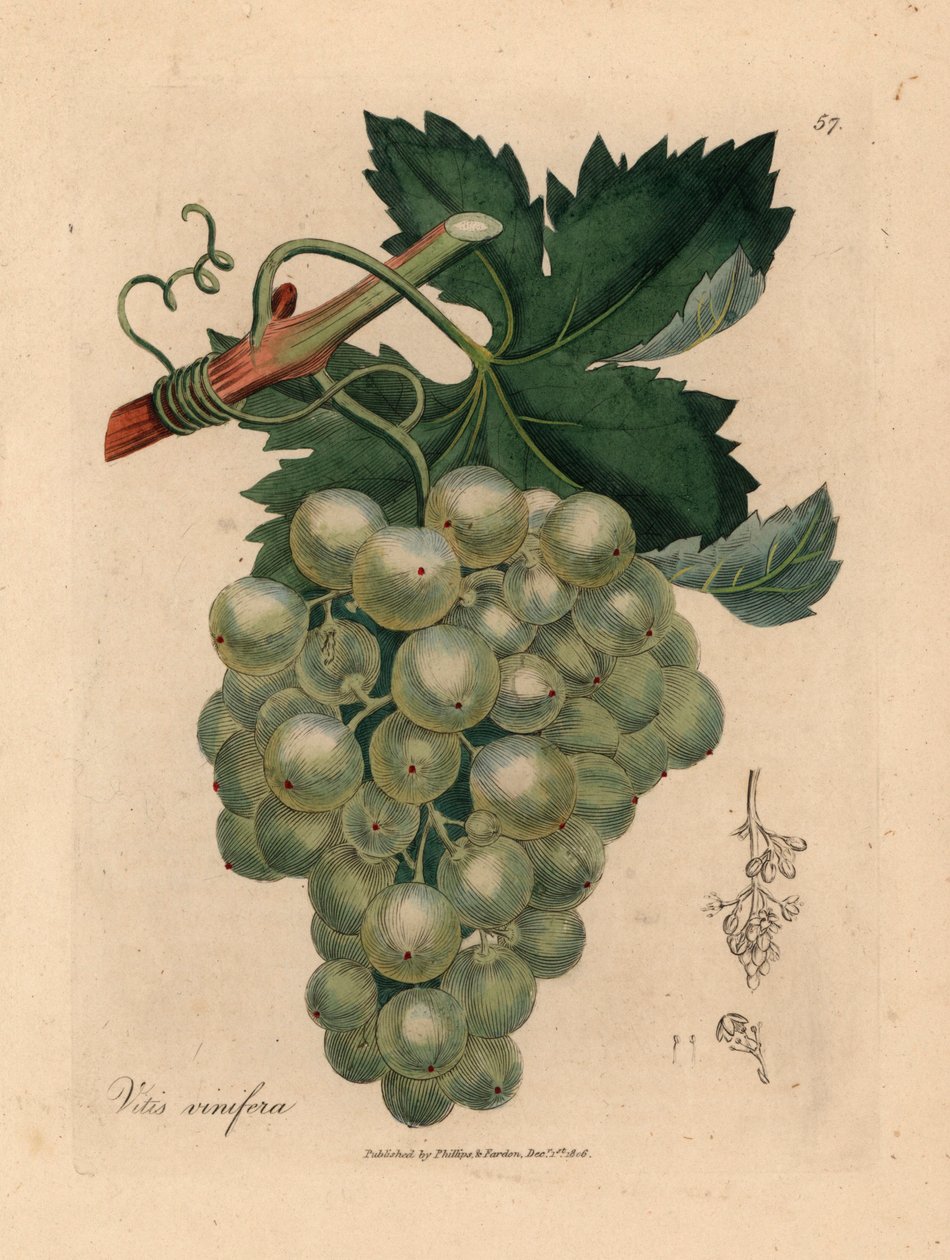 Zelené hrozny, vinná réva a listy, Vitis vinifera, z botanické ilustrace Jamese Sowerbyho z William Woodville a Sira Williama Jacksona Hookera „Medical Botany“ 1832 (ručně kolorovaná mědirytina) od James (after) Sowerby