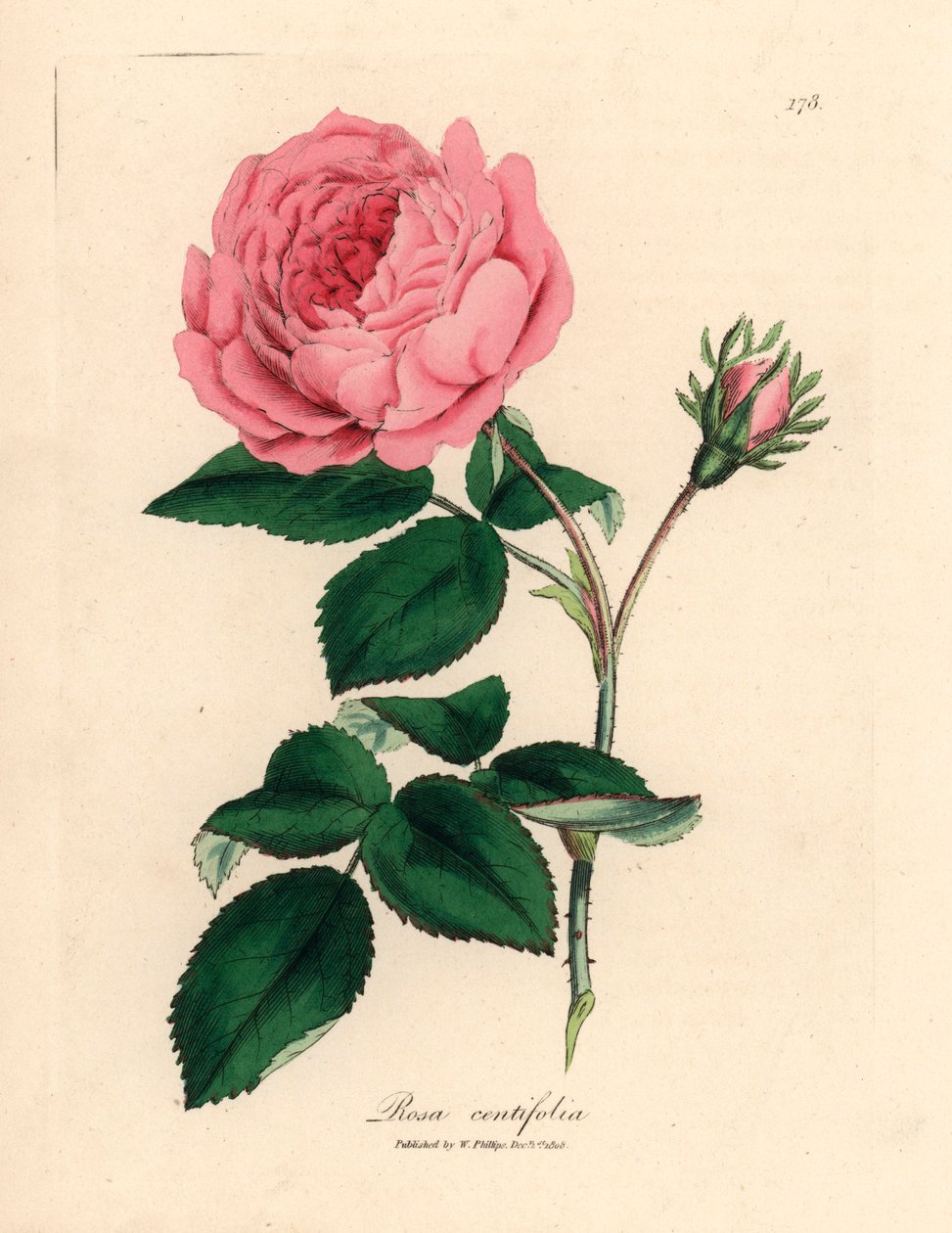 Velká růžová stolistá růže, Rosa centifolia, z botanické ilustrace Jamese Sowerbyho z William Woodville a Sira Williama Jacksona Hookera „Medical Botany“ 1832 (ručně kolorovaná mědirytina) od James (after) Sowerby