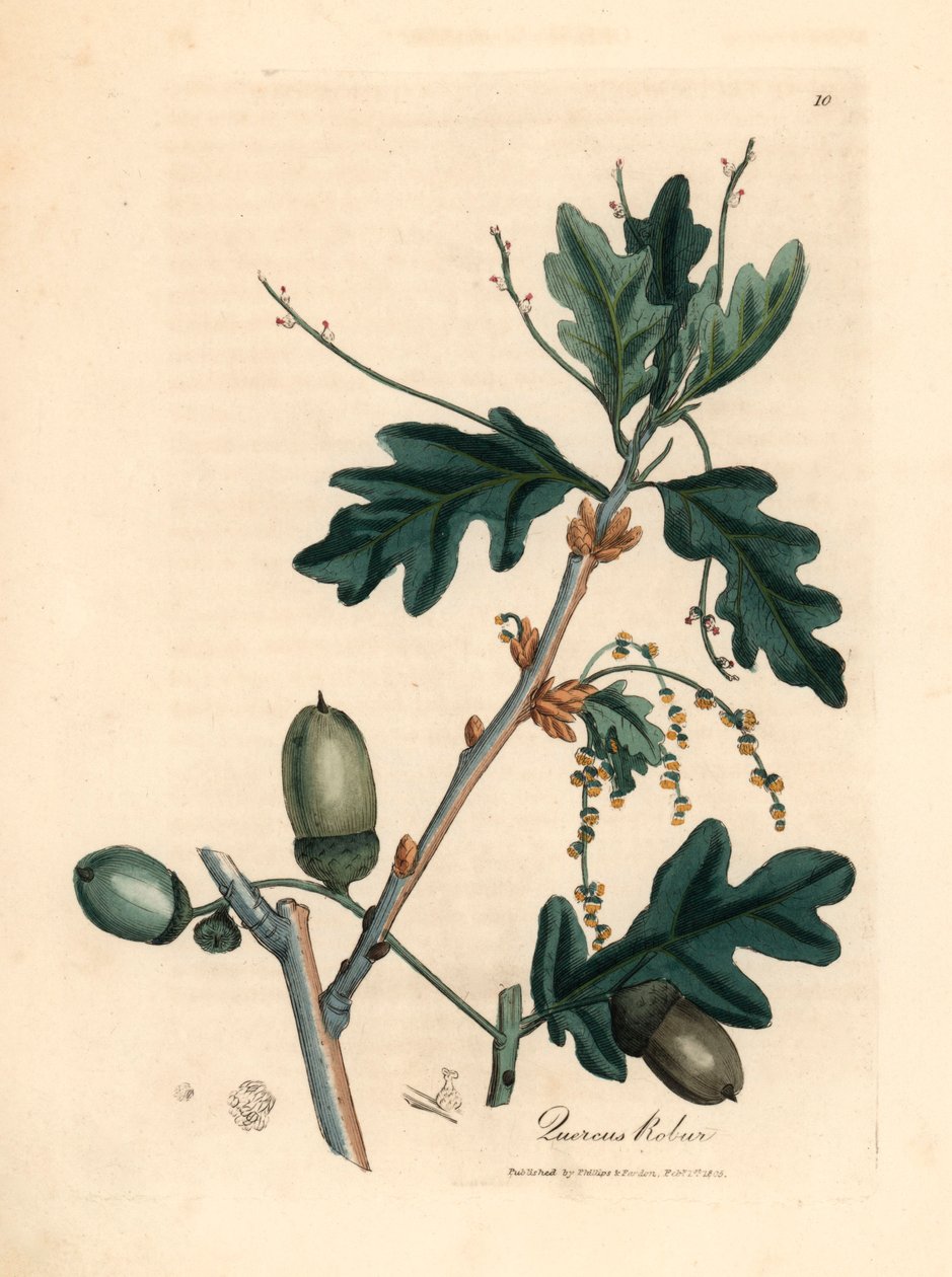 Listy a žaludy dubu obecného, Quercus robur, z botanické ilustrace Jamese Sowerbyho z Williama Woodvilla a Sira Williama Jacksona Hookera „Medical Botany“ 1832 (ručně kolorovaná mědirytina) od James (after) Sowerby