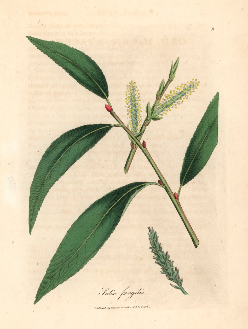 Listy a jehnědy vrby bezva, Salix fragilis, z botanické ilustrace Jamese Sowerbyho z William Woodville a Sira Williama Jacksona Hookera „Lékařská botanika“ 1832 (ručně kolorovaná mědirytina) od James (after) Sowerby