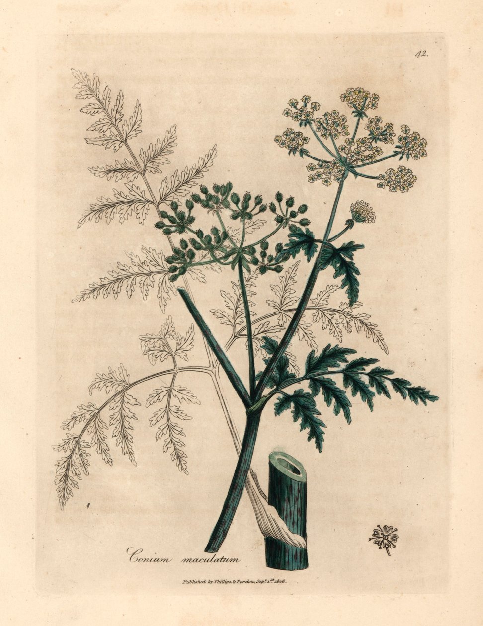 Listy a květy jedlovce, Conium maculatum, z botanické ilustrace Jamese Sowerbyho z William Woodville a Sira Williama Jacksona Hookera „Lékařská botanika“ 1832 (ručně kolorovaná mědirytina) od James (after) Sowerby