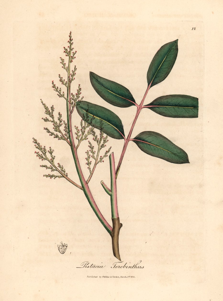 Listy a květy stromu chian nebo kyperského terpentýnu, Pistacia terebinthus, z botanické ilustrace Jamese Sowerbyho z William Woodville a Sira Williama Jacksona Hookera „Medical Botany“ 1832 (ručně kolorovaná mědirytina) od James (after) Sowerby