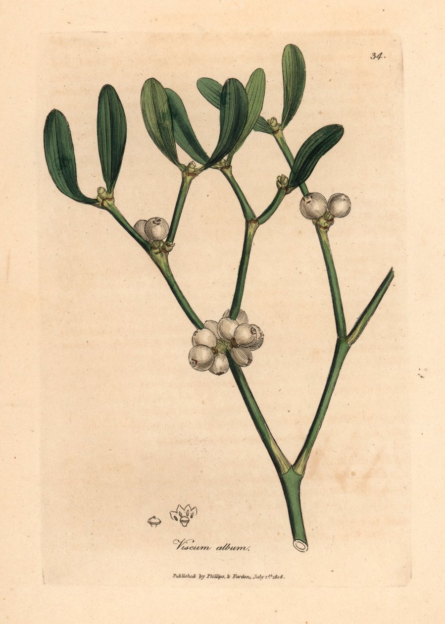 Listy a bílé bobule jmelí, Viscum album, z botanické ilustrace Jamese Sowerbyho z William Woodville a Sira Williama Jacksona Hookera „Medical Botany“ 1832 (ručně kolorovaná mědirytina) od James (after) Sowerby