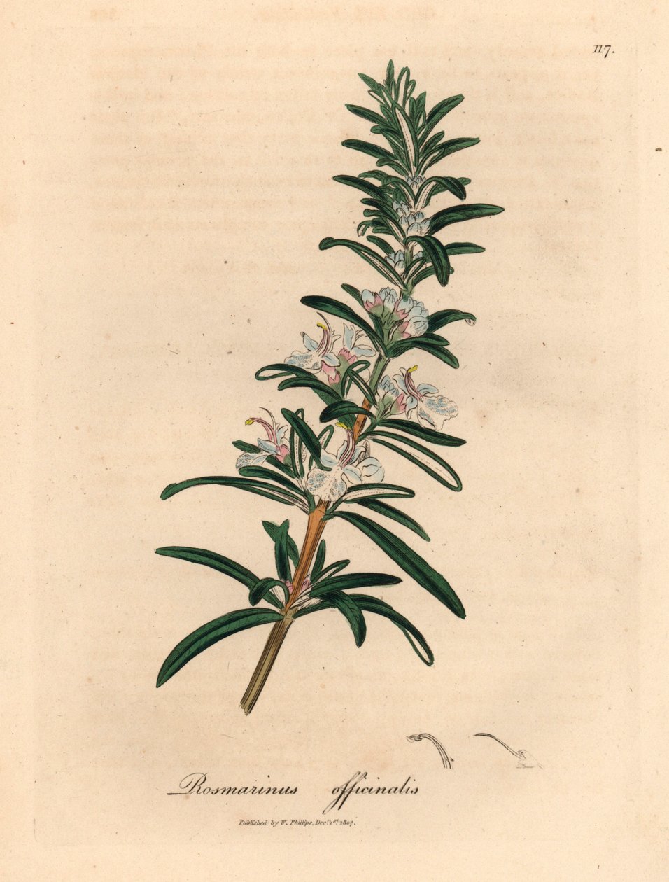 Světle modře květovaný rozmarýn, Rosmarinus officinalis, z botanické ilustrace Jamese Sowerbyho z William Woodville a Sira Williama Jacksona Hookera „Medical Botany“ 1832 (ručně kolorovaná mědirytina) od James (after) Sowerby