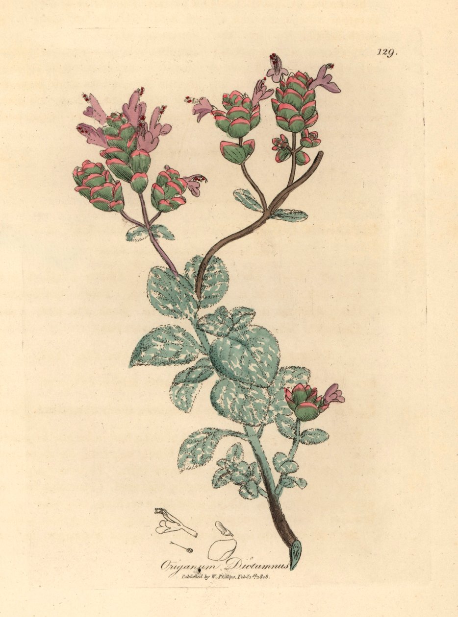Šeříkově květovaná kréta, Origanum dictamnus, z botanické ilustrace Jamese Sowerbyho z William Woodville a Sira Williama Jacksona Hookera „Lékařská botanika“ 1832 (ručně kolorovaná mědirytina) od James (after) Sowerby