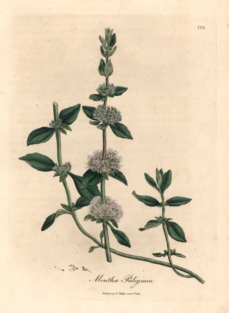 Máta s květy šeříku, Mentha pulegium, z botanické ilustrace Jamese Sowerbyho z William Woodville a Sira Williama Jacksona Hookera "Medical Botany" 1832 (ručně kolorovaná mědirytina) od James (after) Sowerby