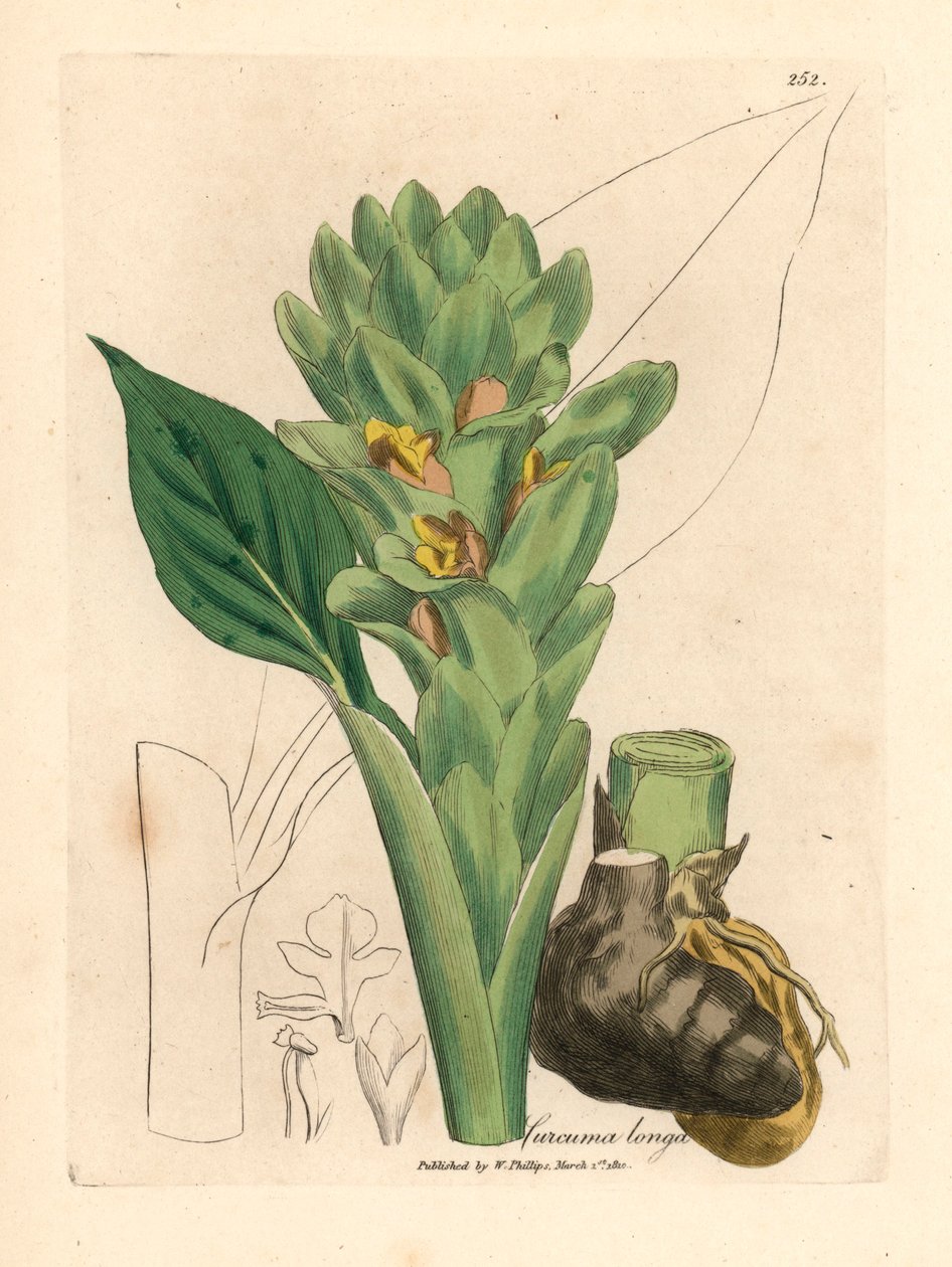 Kurkuma s dlouhými kořeny, Curcuma longa, z botanické ilustrace Jamese Sowerbyho z knihy Williama Woodvilla a Sira Williama Jacksona Hookera „Medical Botany“ 1832 (ručně kolorovaná mědirytina) od James (after) Sowerby
