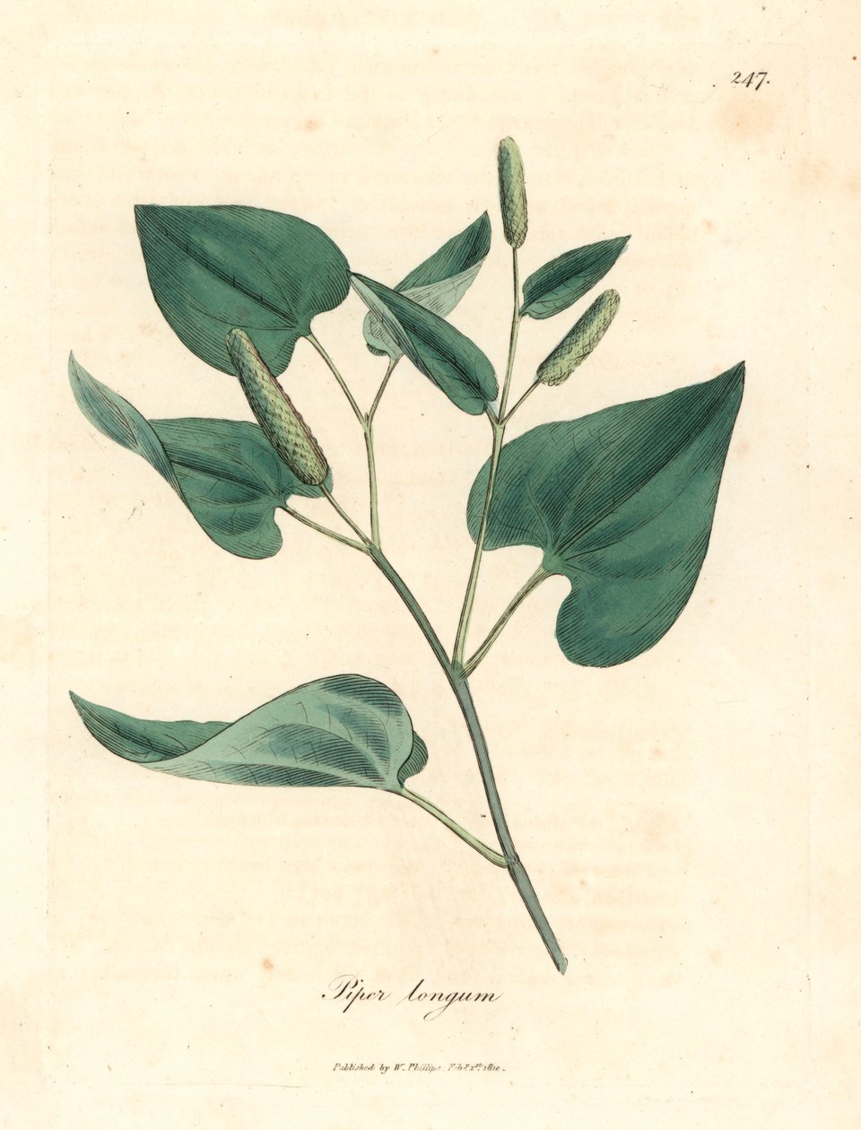 Dlouhý pepř, Piper longum, z botanické ilustrace Jamese Sowerbyho z Williama Woodvilla a Sira Williama Jacksona Hookera „Medical Botany“ 1832 (ručně kolorovaná mědirytina) od James (after) Sowerby