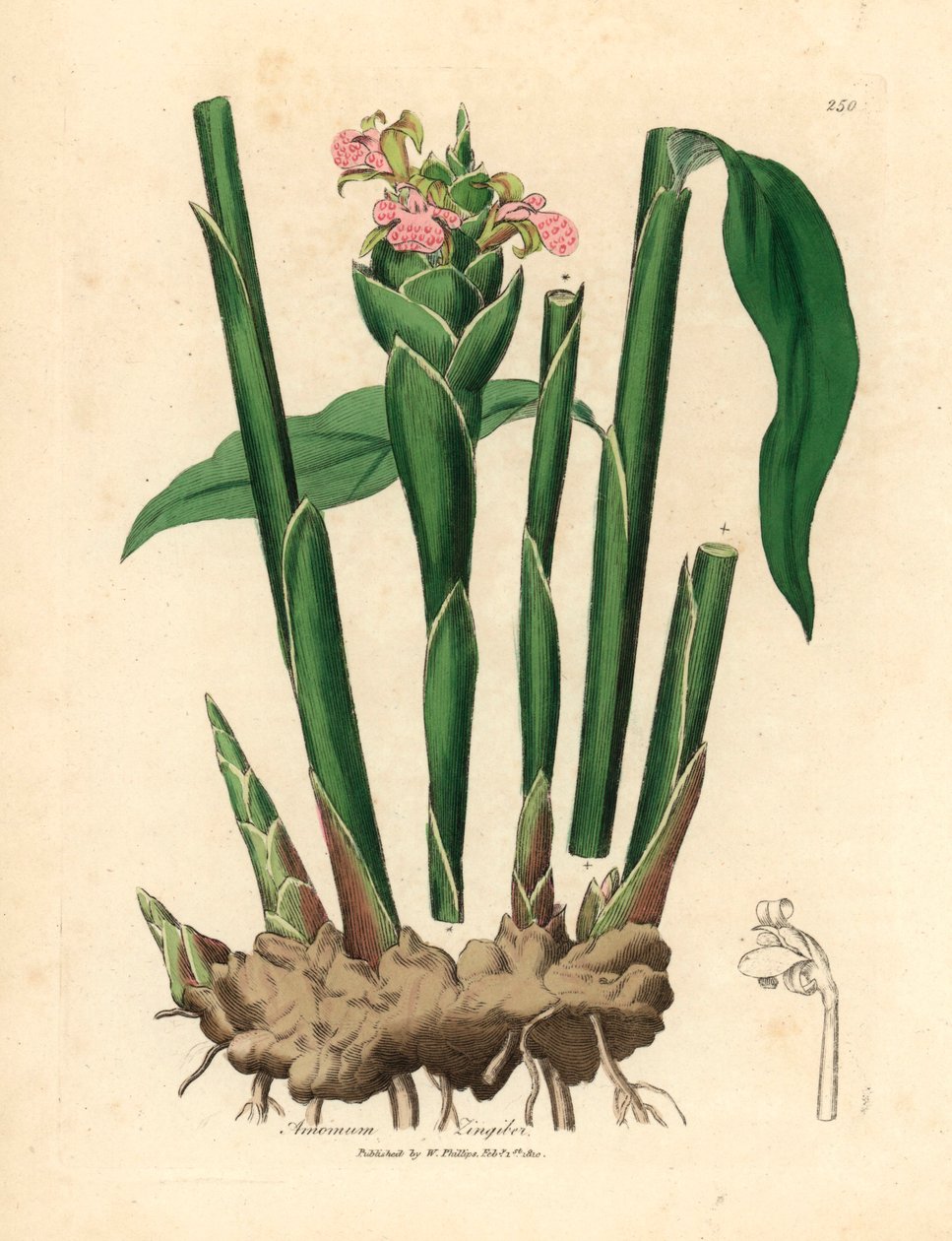 Nízkolistý zázvor, Zingiber officinale, z botanické ilustrace Jamese Sowerbyho z Williama Woodvilla a Sira Williama Jacksona Hookera „Medical Botany“ 1832 (ručně kolorovaná mědirytina) od James (after) Sowerby