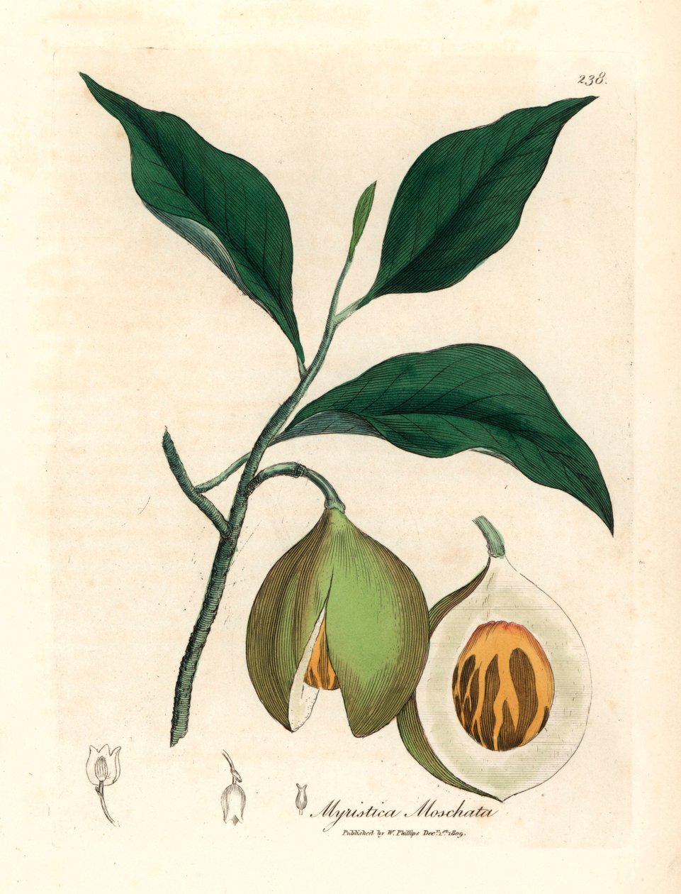 Muškátový oříšek a muškátový oříšek, Myristica moschata, Myristica fragrans, z botanické ilustrace Jamese Sowerbyho z William Woodville a Sira Williama Jacksona Hookera „Medical Botany“ 1832 (ručně kolorovaná mědirytina) od James (after) Sowerby