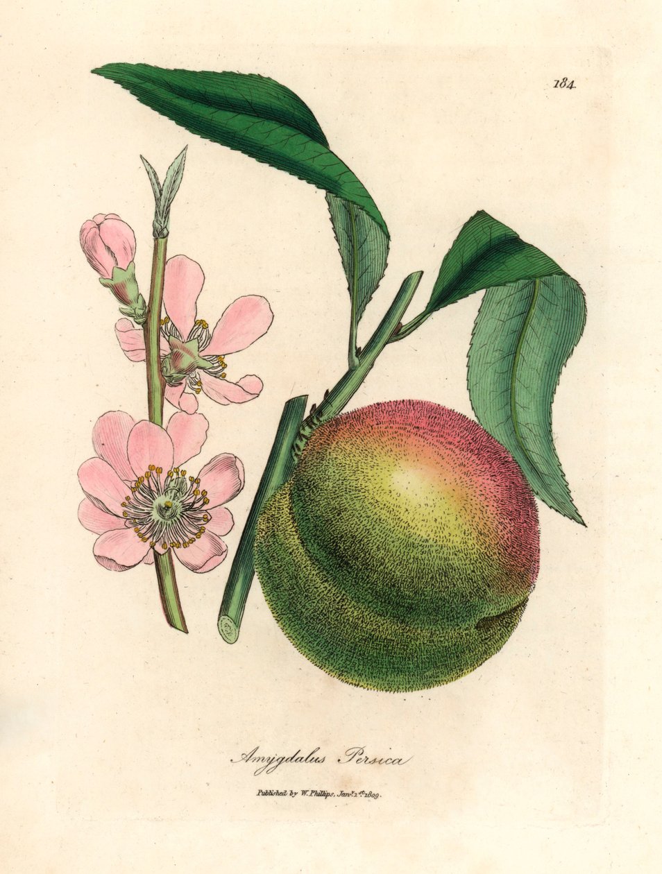 Broskvoň se zralým ovocem a růžovými květy, Amygdalus persica, z botanické ilustrace Jamese Sowerbyho z William Woodville a Sira Williama Jacksona Hookera „Medical Botany“ 1832 (ručně kolorovaná mědirytina) od James (after) Sowerby