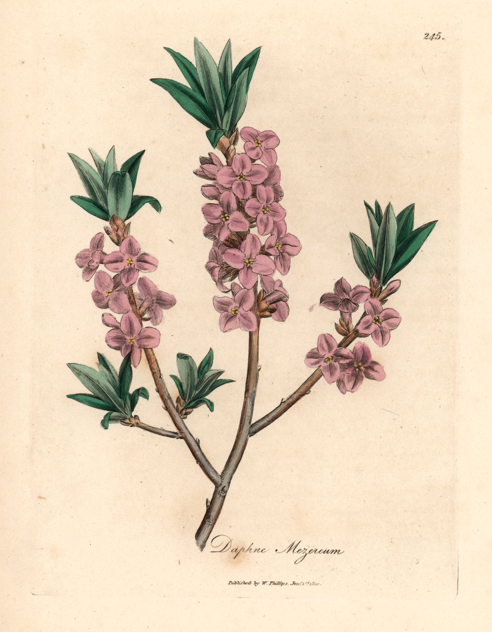 Růžově květovaný mezereon, Daphne mezereum, z botanické ilustrace Jamese Sowerbyho z William Woodville a Sira Williama Jacksona Hookera "Medical Botany" 1832 (ručně kolorovaná mědirytina) od James (after) Sowerby