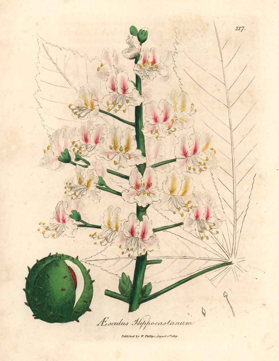 Růžový květ a plod jírovce, Aesculus hippocastanum, z botanické ilustrace Jamese Sowerbyho z William Woodville a Sira Williama Jacksona Hookera "Medical Botany" 1832 (ručně kolorovaná mědirytina) od James (after) Sowerby