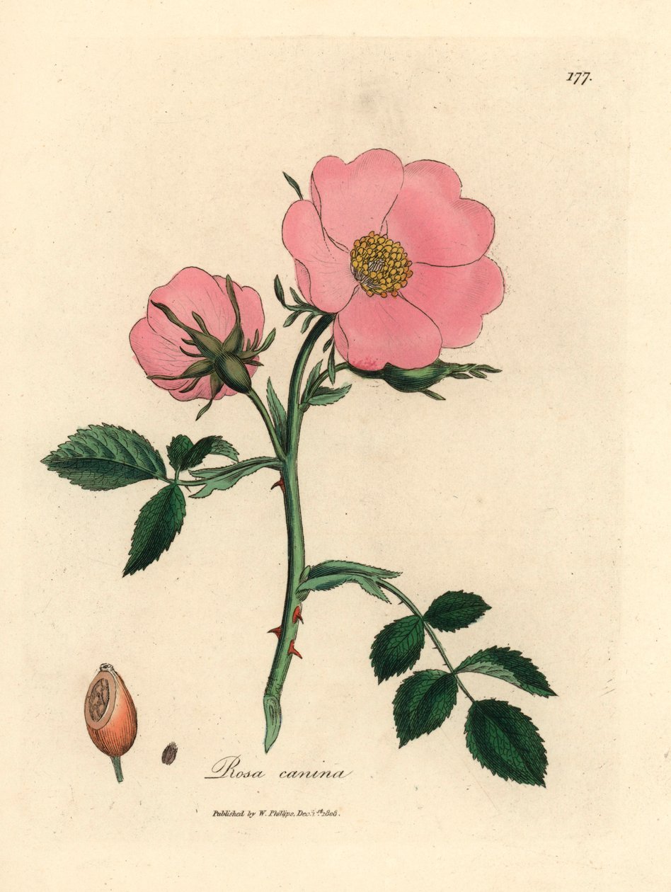 Růžová psí růže se šípkem, Rosa canina, z botanické ilustrace Jamese Sowerbyho z Williama Woodvilla a Sira Williama Jacksona Hookera "Medical Botany" 1832 (ručně kolorovaná mědirytina) od James (after) Sowerby