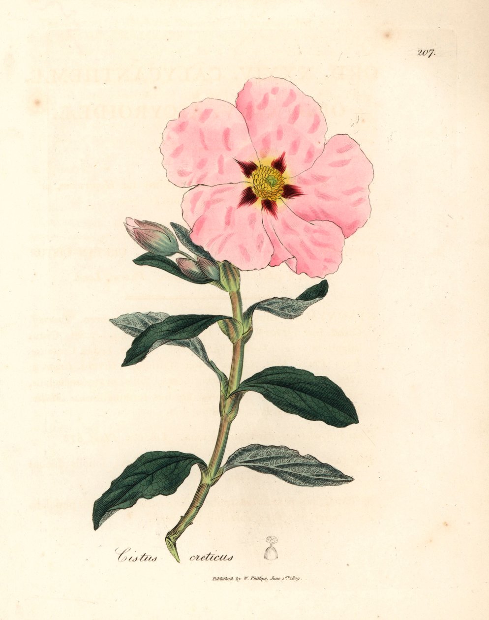 Růžově květovaný krétský cistus, Cistus creticus, z botanické ilustrace Jamese Sowerbyho z Williama Woodvilla a Sira Williama Jacksona Hookera „Medical Botany“ 1832 (ručně kolorovaná mědirytina) od James (after) Sowerby