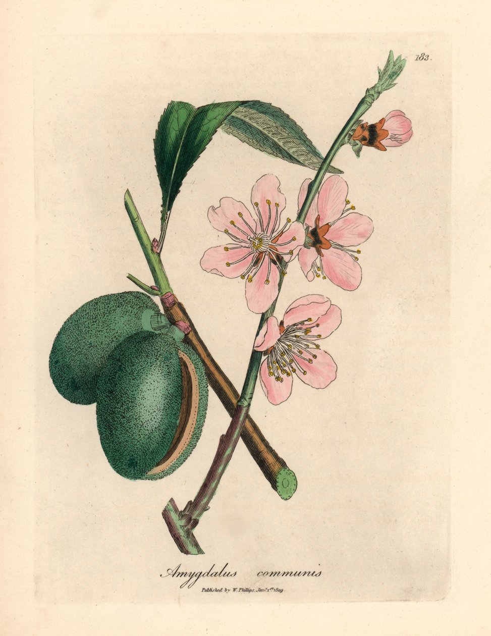 Růžově květovaný mandloň, Amygdalus communis, z botanické ilustrace Jamese Sowerbyho z Williama Woodvilla a Sira Williama Jacksona Hookera „Lékařská botanika“ 1832 (ručně kolorovaná mědirytina) od James (after) Sowerby