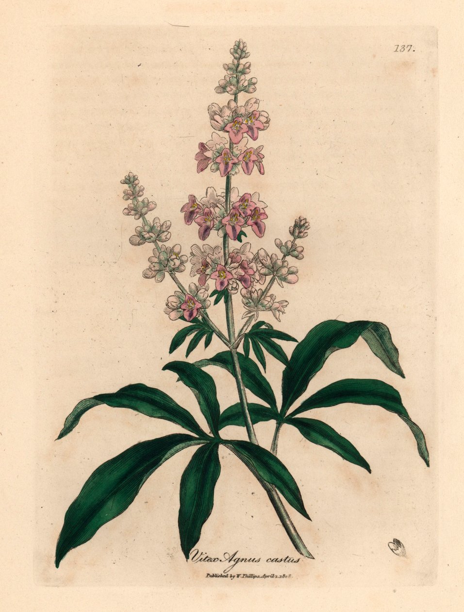 Růžově květovaný cudný strom, Vitex agnus castus, z botanické ilustrace Jamese Sowerbyho z Williama Woodvilla a Sira Williama Jacksona Hookera „Medical Botany“ 1832 (ručně kolorovaná mědirytina) od James (after) Sowerby
