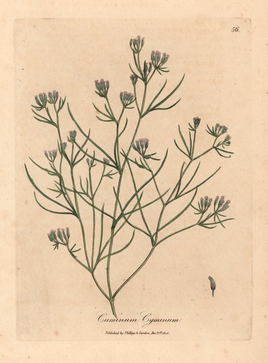 Růžově květovaný kmín, Cuminum cyminum, z botanické ilustrace Jamese Sowerbyho z William Woodville a Sira Williama Jacksona Hookera „Medical Botany“ 1832 (ručně kolorovaná mědirytina) od James (after) Sowerby