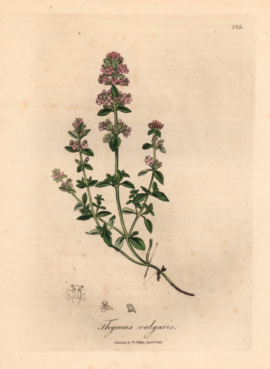 Růžově květovaný zahradní tymián, Thymus vulgaris, z botanické ilustrace Jamese Sowerbyho z William Woodville a Sira Williama Jacksona Hookera „Medical Botany“ 1832 (ručně kolorovaná mědirytina) od James (after) Sowerby