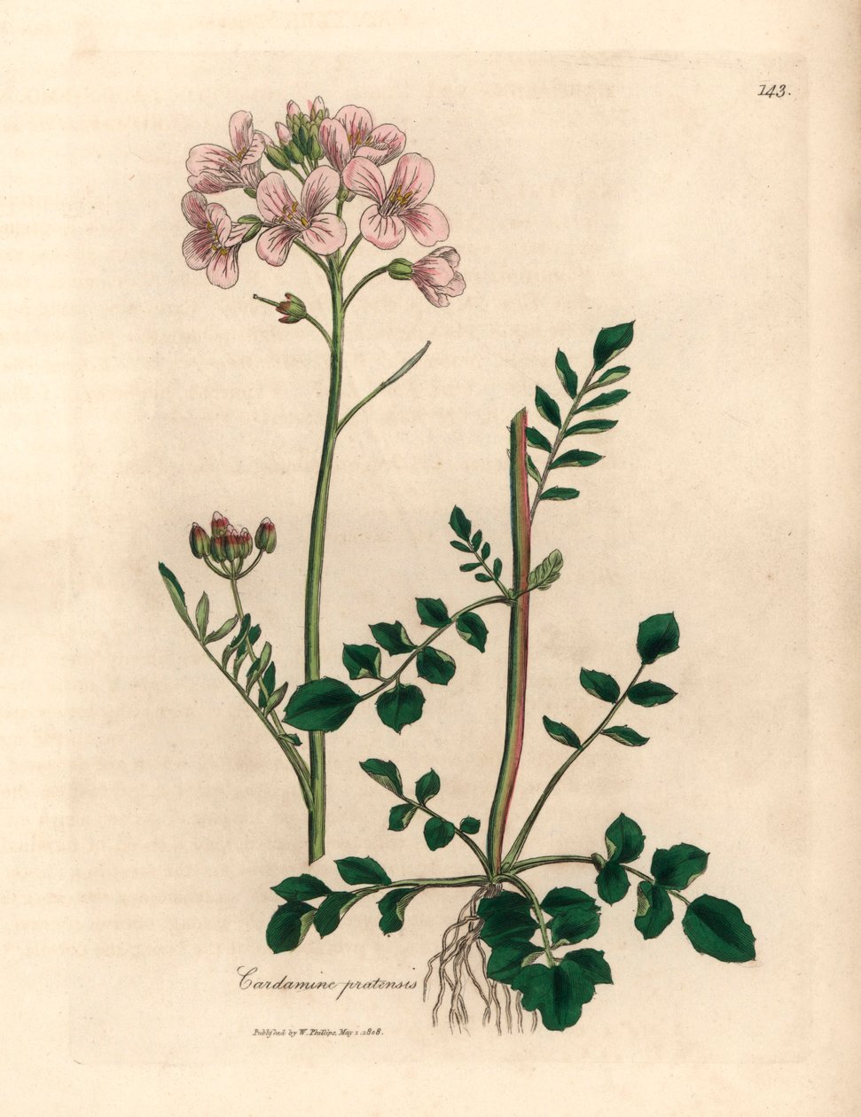 Růžově květovaná dámská halena neboli cukačka, Cardamine pratensis, z botanické ilustrace Jamese Sowerbyho z Williama Woodvilla a Sira Williama Jacksona Hookera „Medical Botany“ 1832 (ručně kolorovaná mědirytina) od James (after) Sowerby