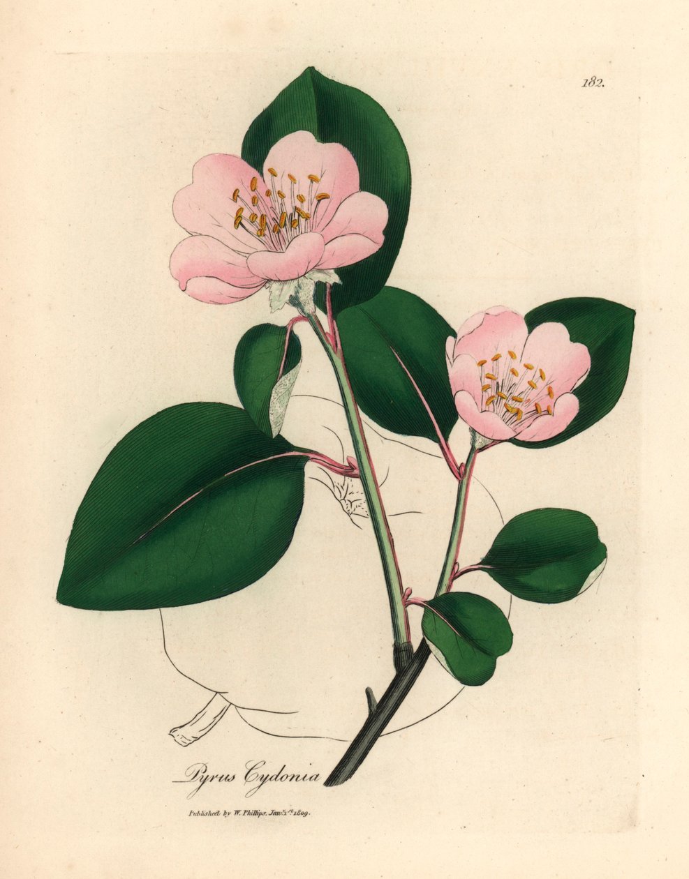 Růžově květovaná kdoule, Pyrus cydonia, z botanické ilustrace Jamese Sowerbyho z William Woodville a Sira Williama Jacksona Hookera „Medical Botany“ 1832 (ručně kolorovaná mědirytina) od James (after) Sowerby