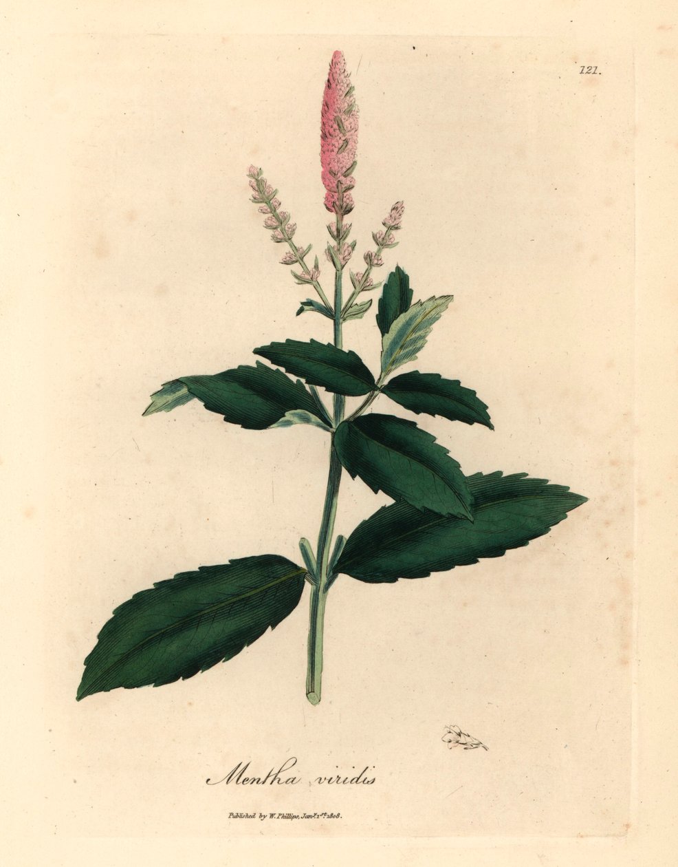 Růžově květovaná máta kopinatá, Mentha viridis, z botanické ilustrace Jamese Sowerbyho z William Woodville a Sira Williama Jacksona Hookera „Medical Botany“ 1832 (ručně kolorovaná mědirytina) od James (after) Sowerby