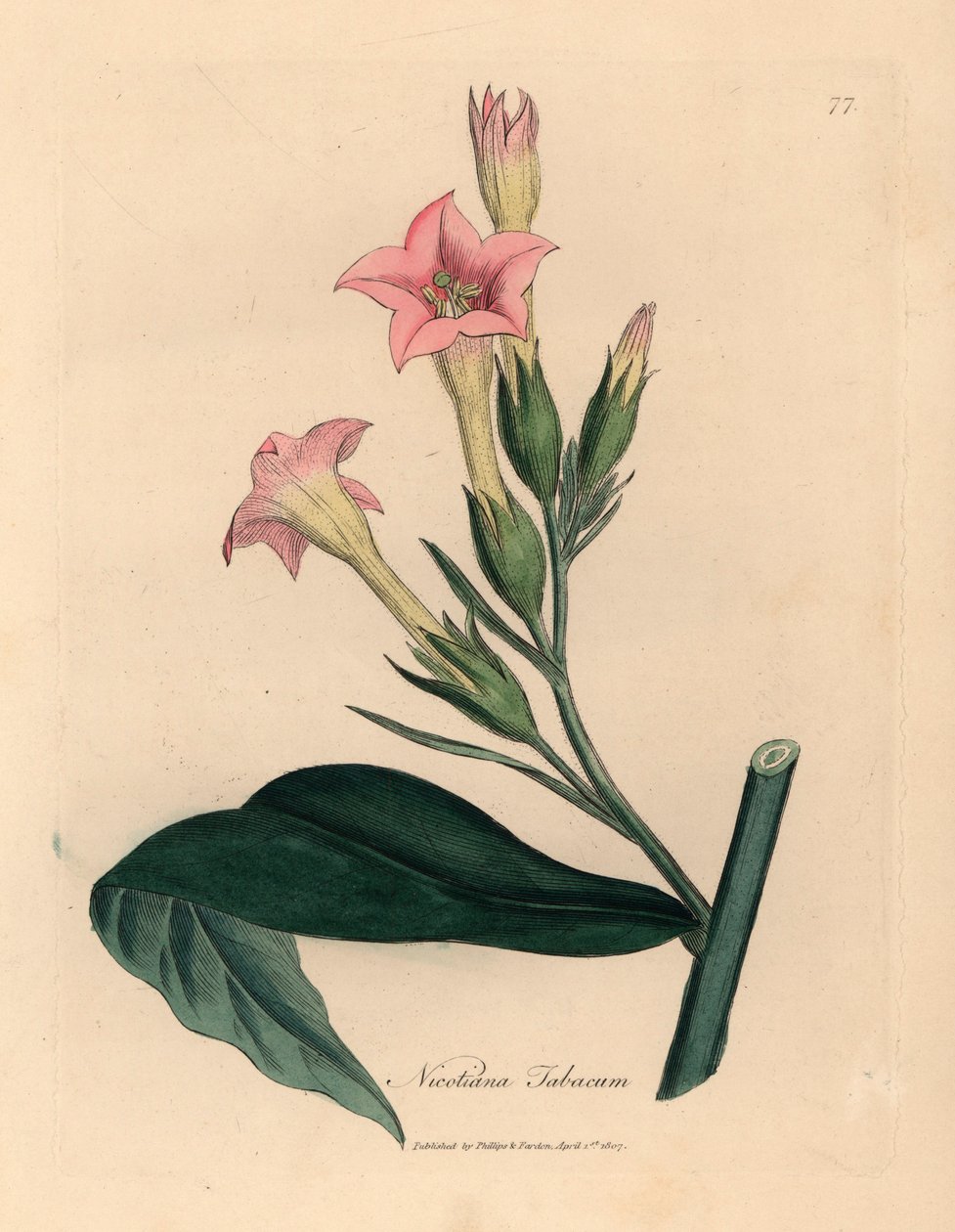 Rostlina tabáku s růžovými květy, Nicotiana tabacum, z botanické ilustrace Jamese Sowerbyho z William Woodville a Sira Williama Jacksona Hookera „Medical Botany“ 1832 (ručně kolorovaná mědirytina) od James (after) Sowerby