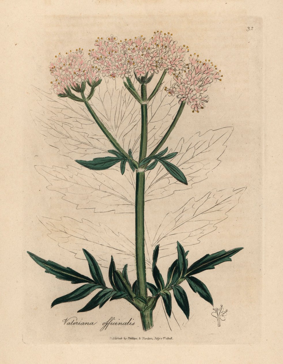 Růžově květovaný kozlík lékařský, Valeriana officinalis, z botanické ilustrace Jamese Sowerbyho z William Woodville a Sira Williama Jacksona Hookera „Medical Botany“ 1832 (ručně kolorovaná mědirytina) od James (after) Sowerby