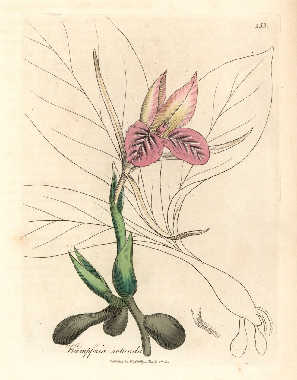 Růžově květovaný zedoár, Kaempferia rotunda, z botanické ilustrace Jamese Sowerbyho z Williama Woodvilla a Sira Williama Jacksona Hookera „Lékařská botanika“ 1832 (ručně kolorovaná mědirytina) od James (after) Sowerby