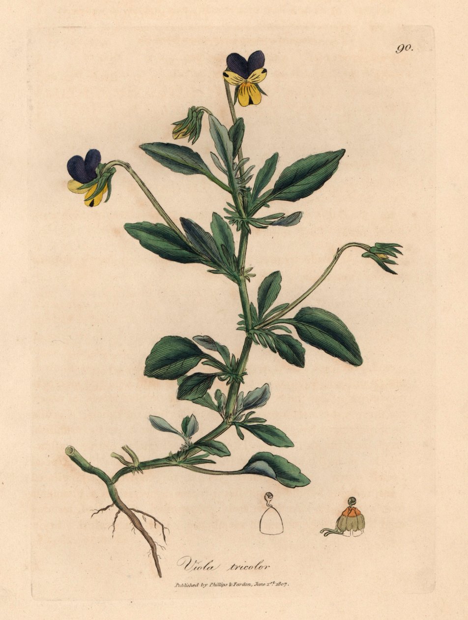 Fialová a žlutá maceška, Viola tricolor, z botanické ilustrace Jamese Sowerbyho z William Woodville a Sira Williama Jacksona Hookera „Medical Botany“ 1832 (ručně kolorovaná mědirytina) od James (after) Sowerby