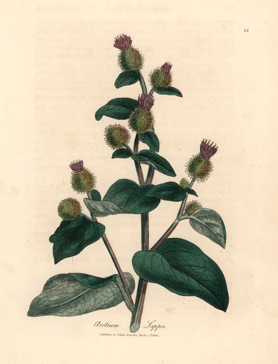 Fialově květovaný lopuch, Arctium lappa, z botanické ilustrace Jamese Sowerbyho z William Woodville a Sira Williama Jacksona Hookera „Medical Botany“ 1832 (ručně kolorovaná mědirytina) od James (after) Sowerby