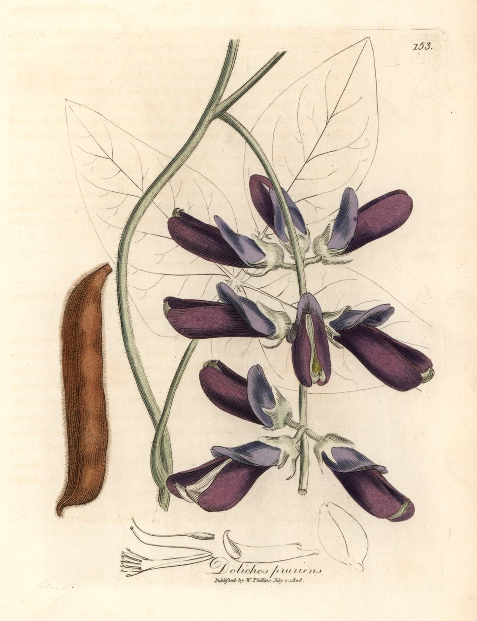 Fialově květované cowhage dolichos, Dolichos pruriens, z botanické ilustrace Jamese Sowerbyho z William Woodville a Sira Williama Jacksona Hookera „Medical Botany“ 1832 (ručně kolorovaná mědirytina) od James (after) Sowerby
