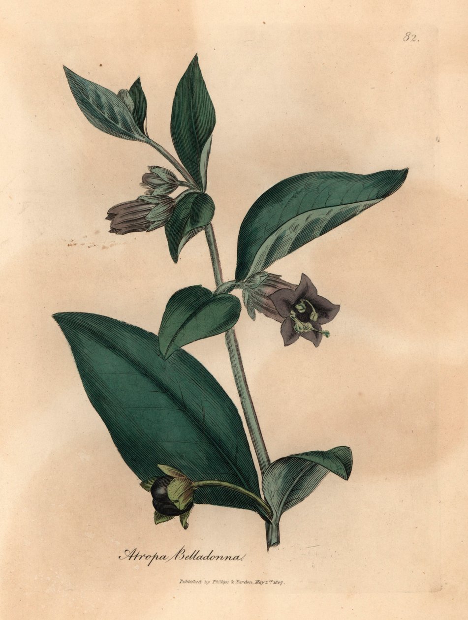 Fialově květovaný smrtící lilek, Atropa belladonna, z botanické ilustrace Jamese Sowerbyho z Williama Woodvilla a Sira Williama Jacksona Hookera „Lékařská botanika“ 1832 (ručně kolorovaná mědirytina) od James (after) Sowerby