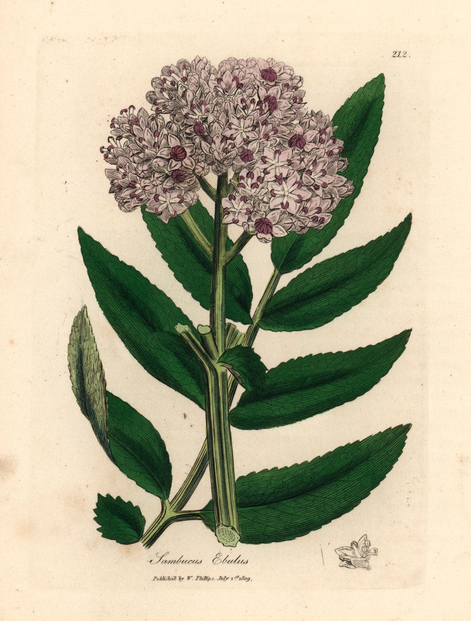 Fialově květovaný zakrslý bez, Sambucus ebulus, z botanické ilustrace Jamese Sowerbyho z William Woodville a Sira Williama Jacksona Hookera „Medical Botany“ 1832 (ručně kolorovaná mědirytina) od James (after) Sowerby