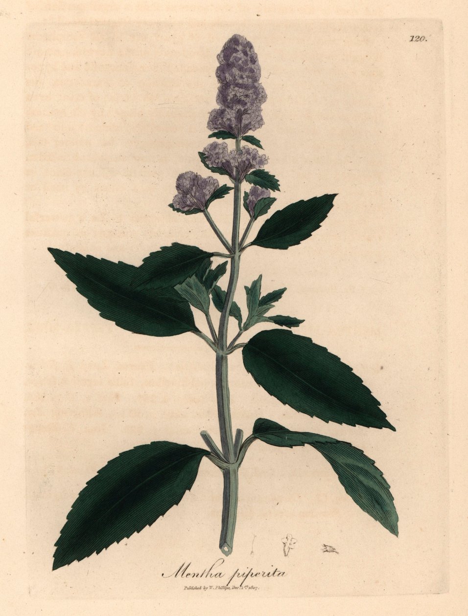 Fialově květovaná máta peprná, Mentha piperita, z botanické ilustrace Jamese Sowerbyho z William Woodville a Sira Williama Jacksona Hookera „Medical Botany“ 1832 (ručně kolorovaná mědirytina) od James (after) Sowerby