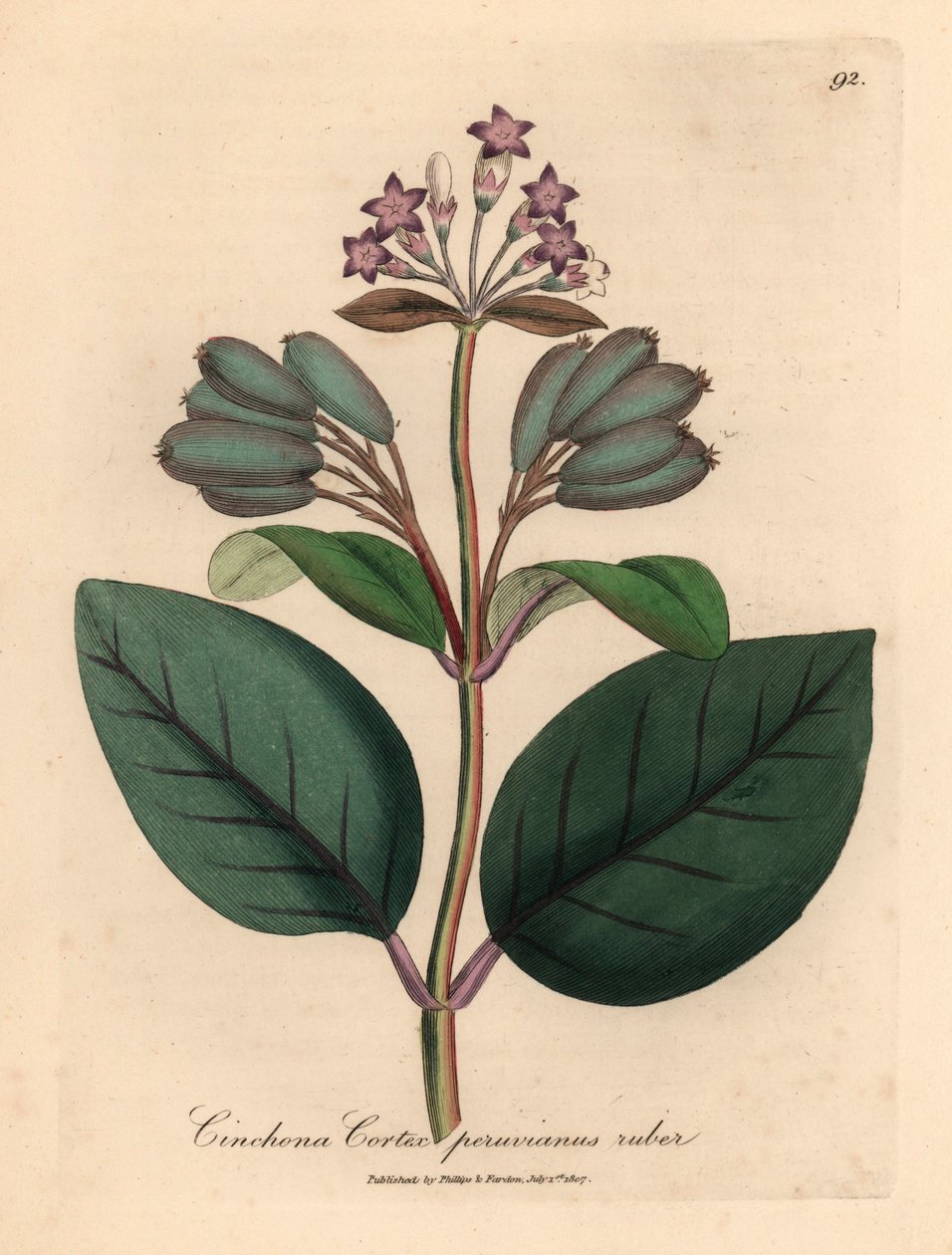 Fialově květovaný červený peruánský kůrový strom, Cinchona cortex peruvianus ruber, z botanické ilustrace Jamese Sowerbyho z William Woodville a Sira Williama Jacksona Hookera „Medical Botany“ 1832 (ručně kolorovaná mědirytina) od James (after) Sowerby