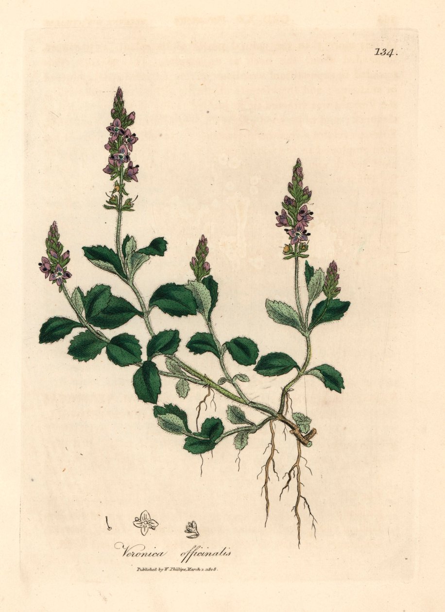 Fialově květovaná veronika, Veronica officinalis, z botanické ilustrace Jamese Sowerbyho z William Woodville a Sira Williama Jacksona Hookera „Medical Botany“ 1832 (ručně kolorovaná mědirytina) od James (after) Sowerby