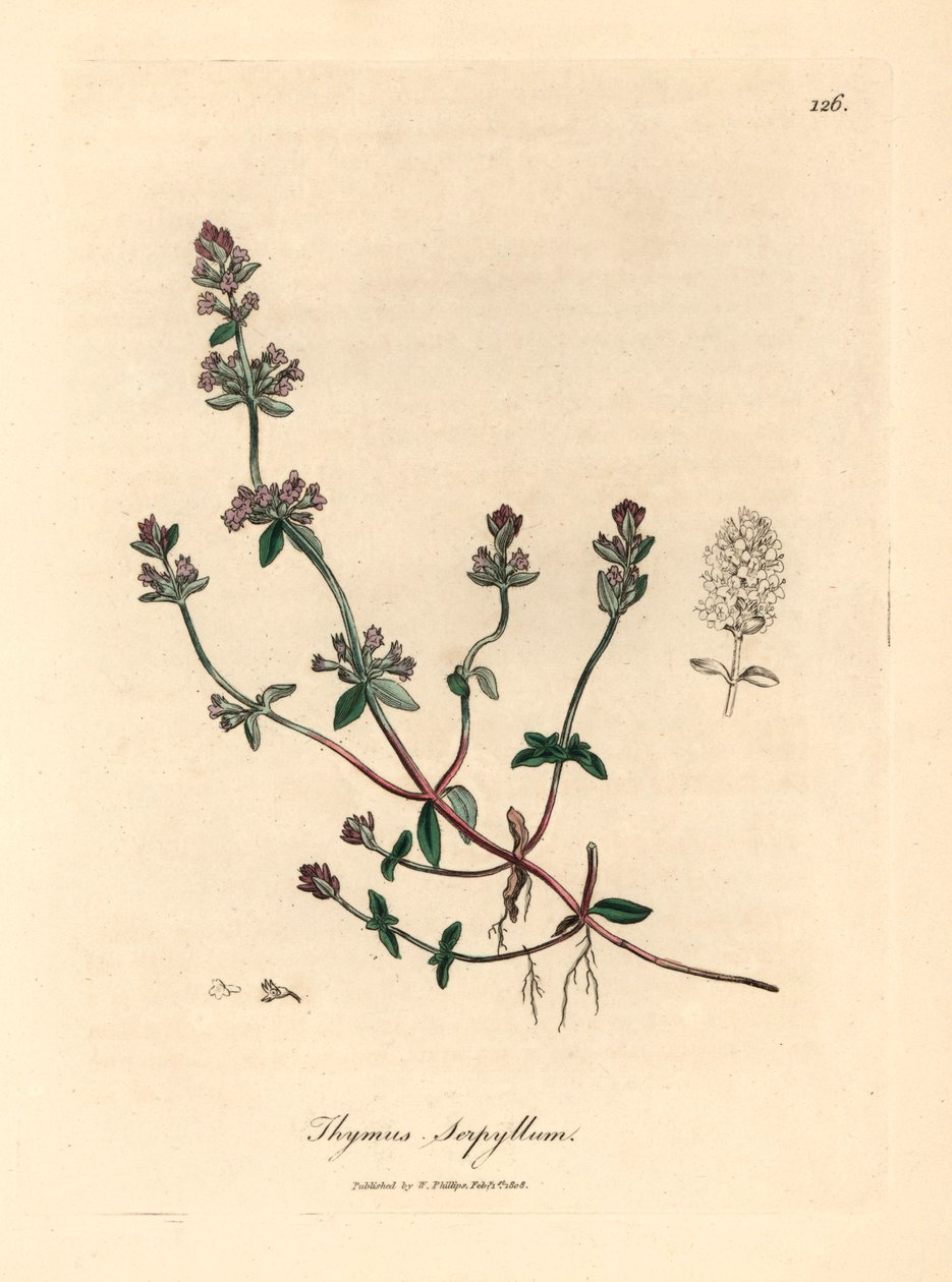 Fialově květovaný divoký tymián, Thymus serpyllum, z botanické ilustrace Jamese Sowerbyho z William Woodville a Sira Williama Jacksona Hookera „Medical Botany“ 1832 (ručně kolorovaná mědirytina) od James (after) Sowerby