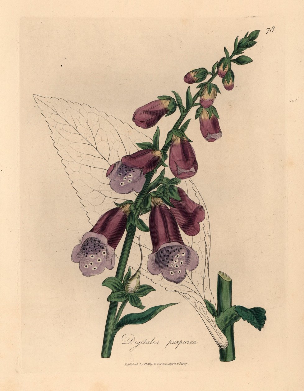 Fialový náprstník, Digitalis purpurea, z botanické ilustrace Jamese Sowerbyho z William Woodville a Sira Williama Jacksona Hookera „Medical Botany“ 1832 (ručně kolorovaná mědirytina) od James (after) Sowerby