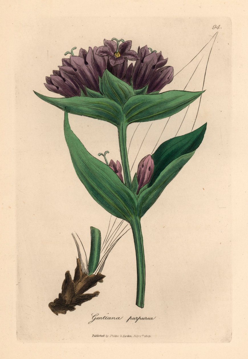 Hořec nachový, Gentiana purpurea, z botanické ilustrace Jamese Sowerbyho z Williama Woodvilla a Sira Williama Jacksona Hookera „Medical Botany“ 1832 (ručně kolorovaná mědirytina) od James (after) Sowerby