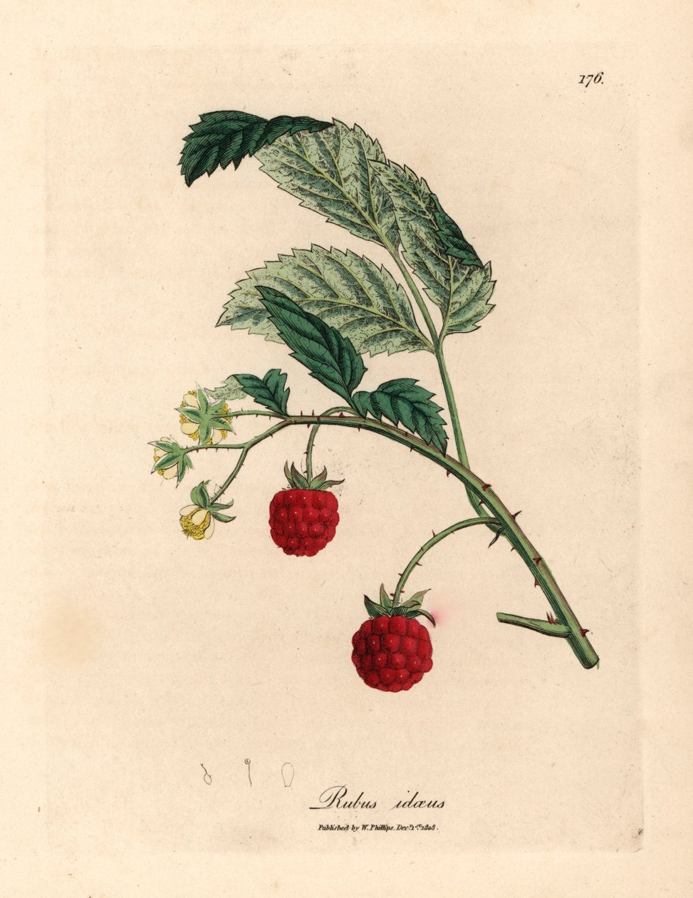 Malinový keř se zralým ovocem a žlutými květy, Rubus idaeus, z botanické ilustrace Jamese Sowerbyho z William Woodville a Sira Williama Jacksona Hookera "Medical Botany" 1832 (ručně kolorovaná mědirytina) od James (after) Sowerby