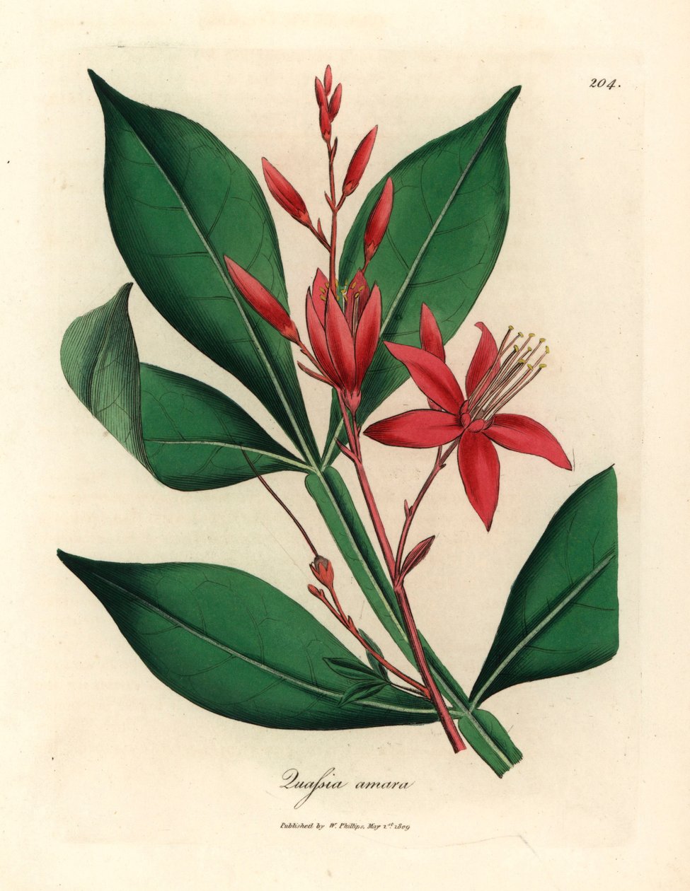 Červeně květovaná hořká quassia, Quassia amara, z botanické ilustrace Jamese Sowerbyho z Williama Woodvilla a Sira Williama Jacksona Hookera „Medical Botany“ 1832 (ručně kolorovaná mědirytina) od James (after) Sowerby