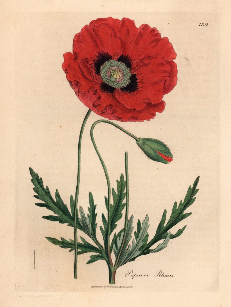 Červený nebo kukuřičný mák, Papaver rhoeas, z botanické ilustrace Jamese Sowerbyho z William Woodville a Sira Williama Jacksona Hookera „Medical Botany“ 1832 (ručně kolorovaná mědirytina) od James (after) Sowerby