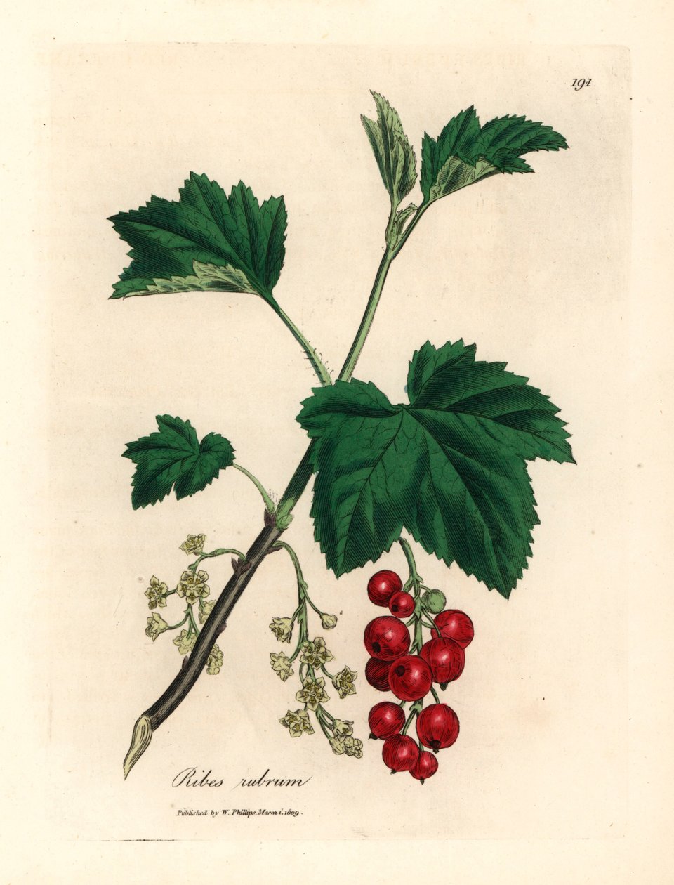 Červený rybíz, Ribes rubrum, z botanické ilustrace Jamese Sowerbyho z Williama Woodvilla a Sira Williama Jacksona Hookera „Medical Botany“ 1832 (ručně kolorovaná mědirytina) od James (after) Sowerby