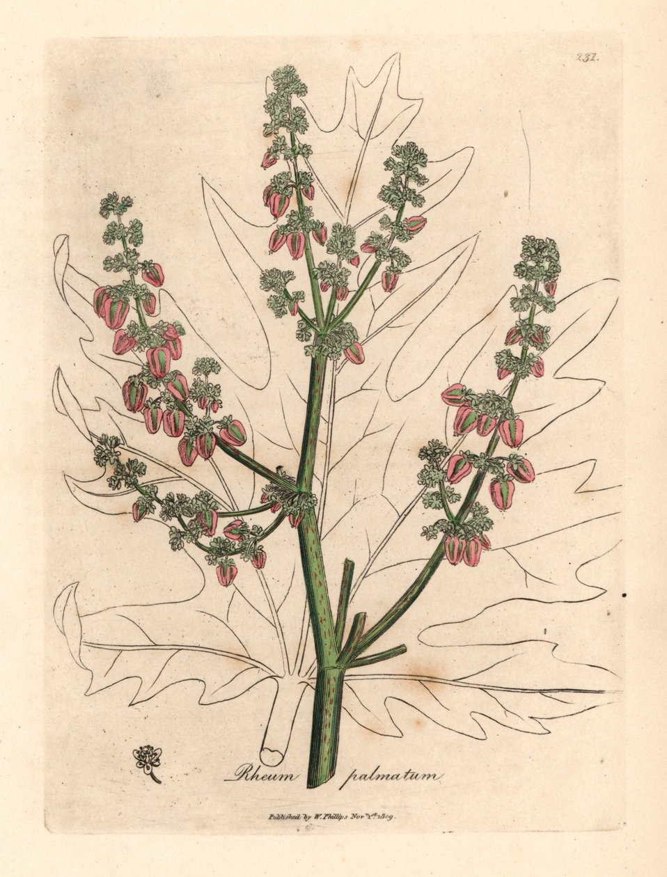 Rubarbové květy a stonek, obrys listu, Rheum palmatum, z botanické ilustrace Jamese Sowerbyho z William Woodville a Sira Williama Jacksona Hookera „Medical Botany“ 1832 (ručně kolorovaná mědirytina) od James (after) Sowerby